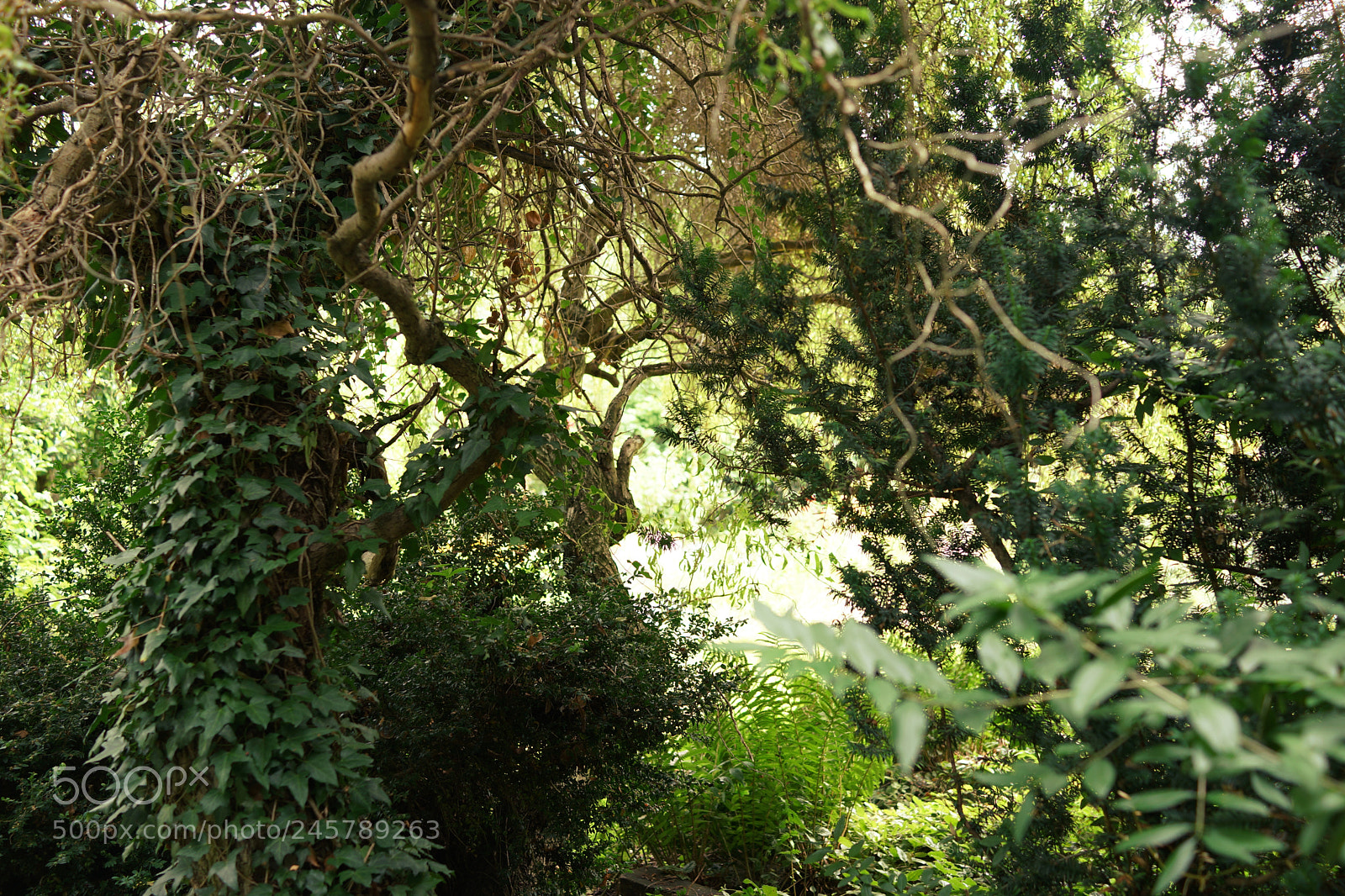 Sony Cyber-shot DSC-RX1 sample photo. Dsc photography