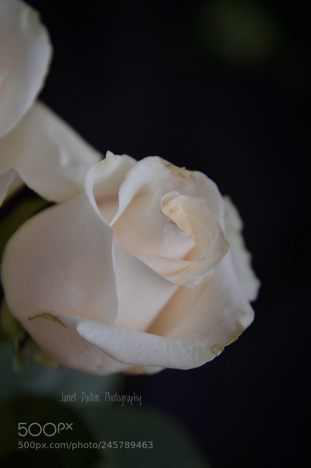 Nikon D3200 sample photo. Yellow rose photography