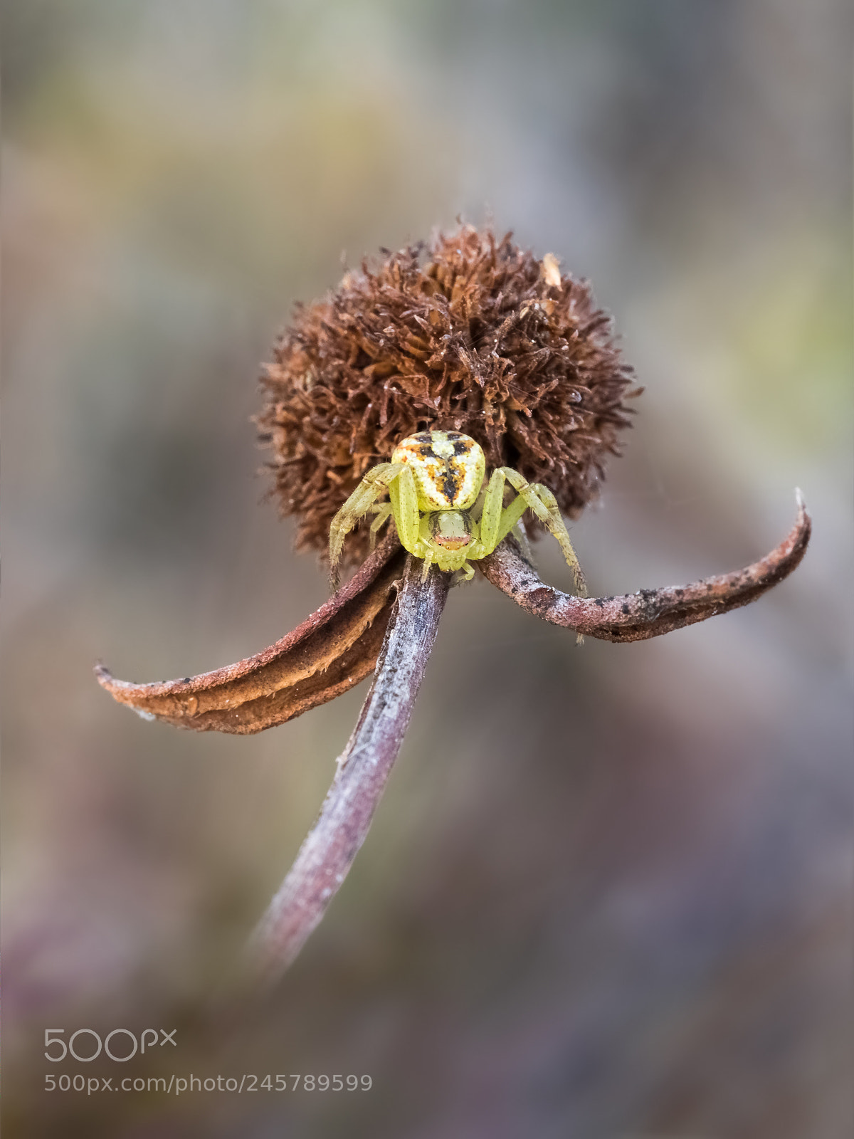 Olympus OM-D E-M1 sample photo. Spider photography