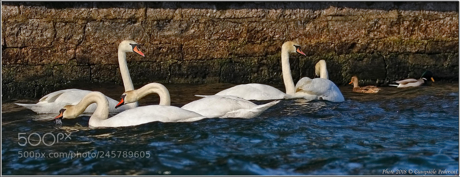Canon EOS 7D Mark II sample photo. Il raduno photography