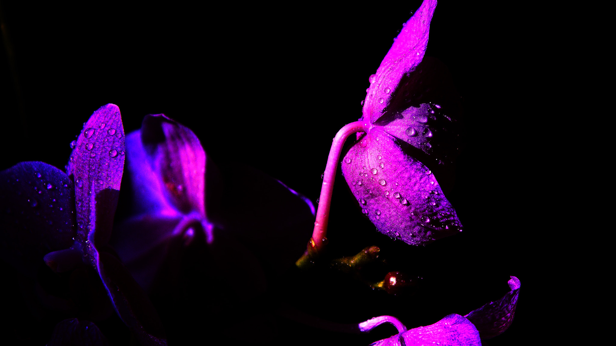 Nikon D800 sample photo. Flb photography