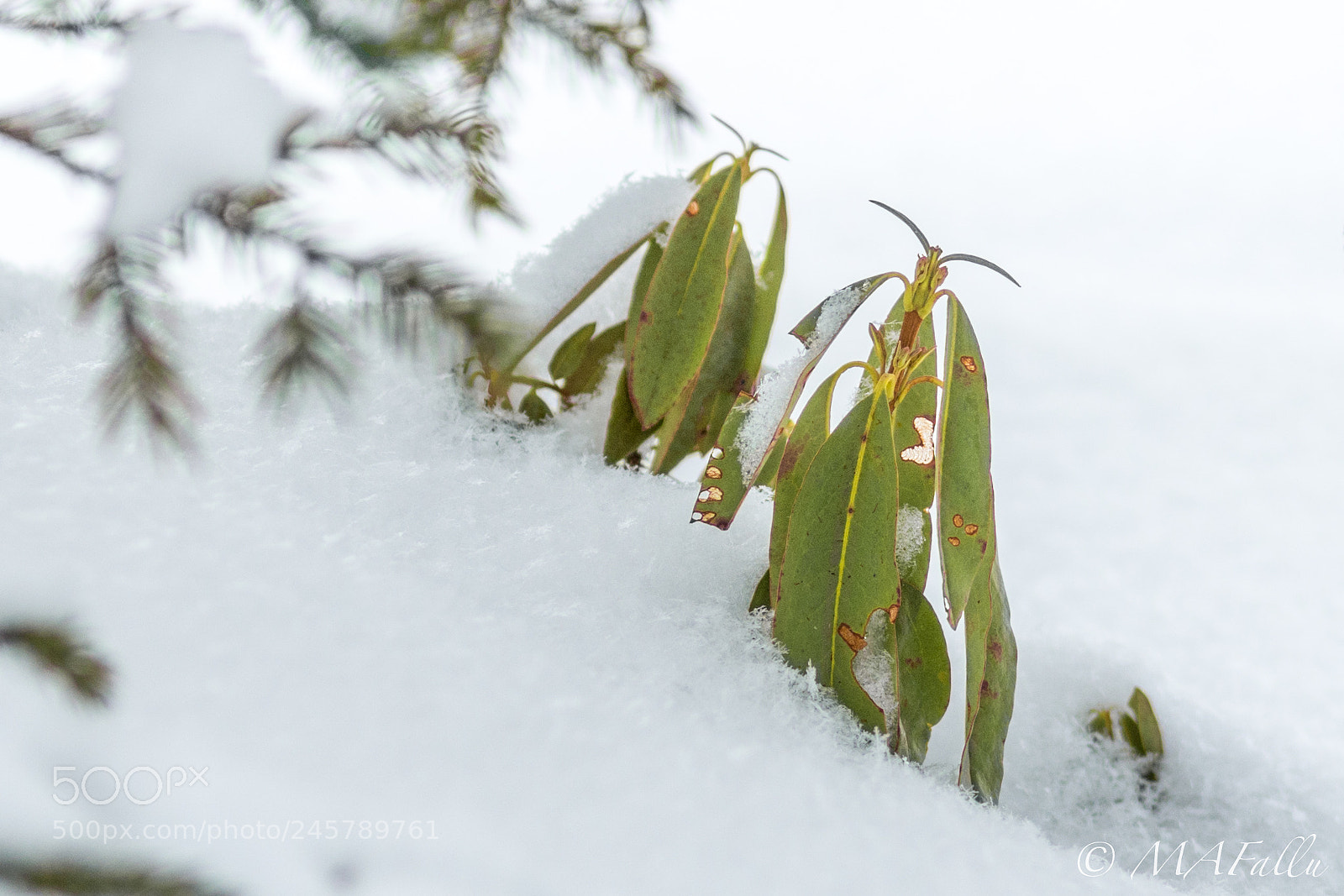 Nikon D7200 sample photo. Green and white photography