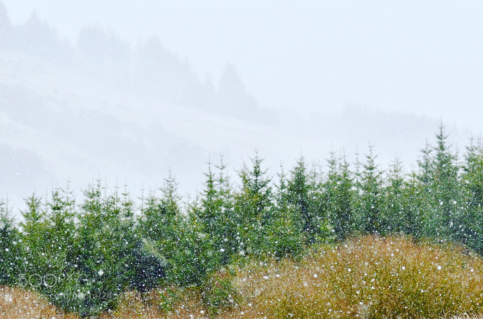 Nikon D5500 sample photo. Heavy snow in the photography