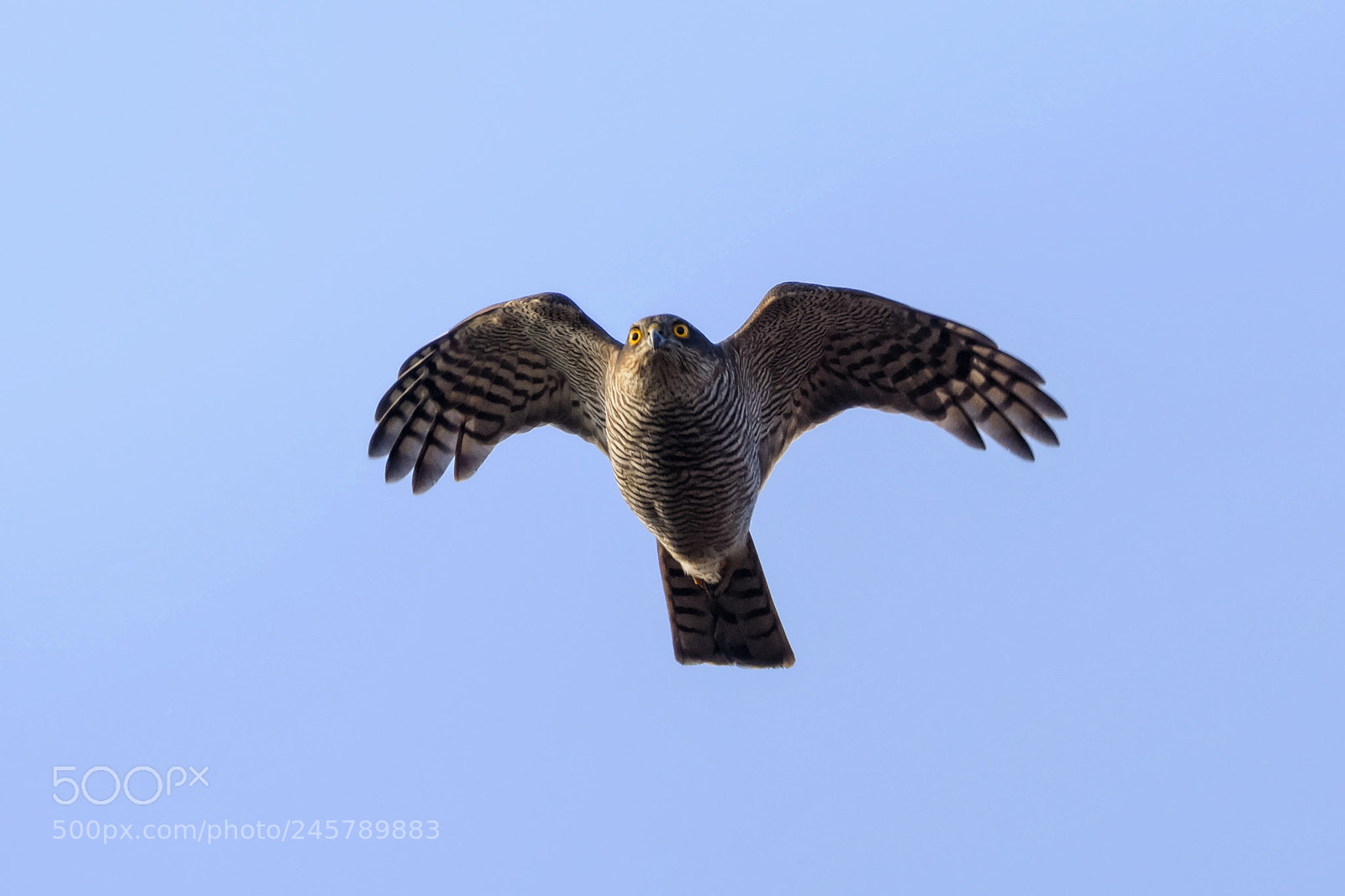 Nikon D7200 sample photo. Eurasian sparrowhawk photography
