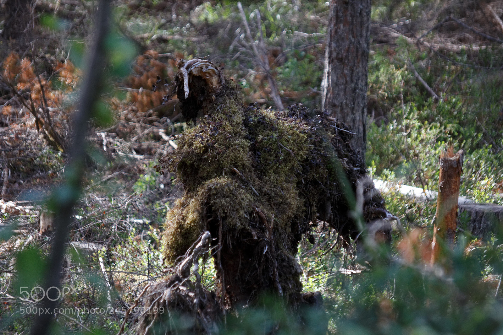 Canon EOS 60D sample photo. Do you see him ? photography