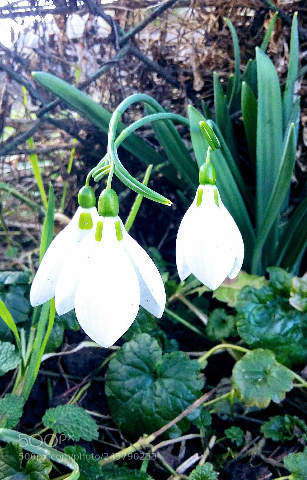 Samsung Galaxy A3 sample photo. Snowdrop photography