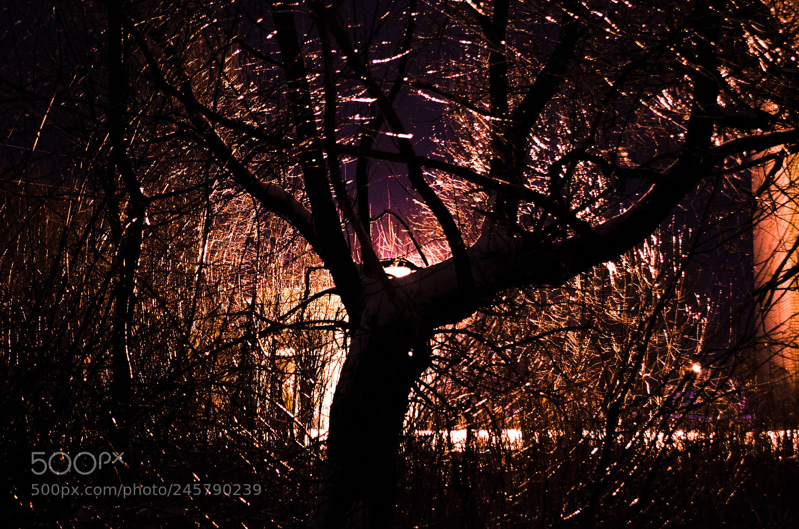 Nikon D5100 sample photo. Untitled photography