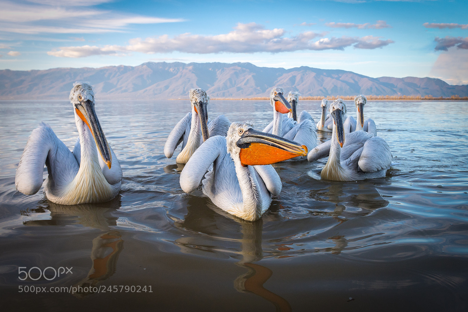 Nikon D5 sample photo. Dalmatian pelicans photography