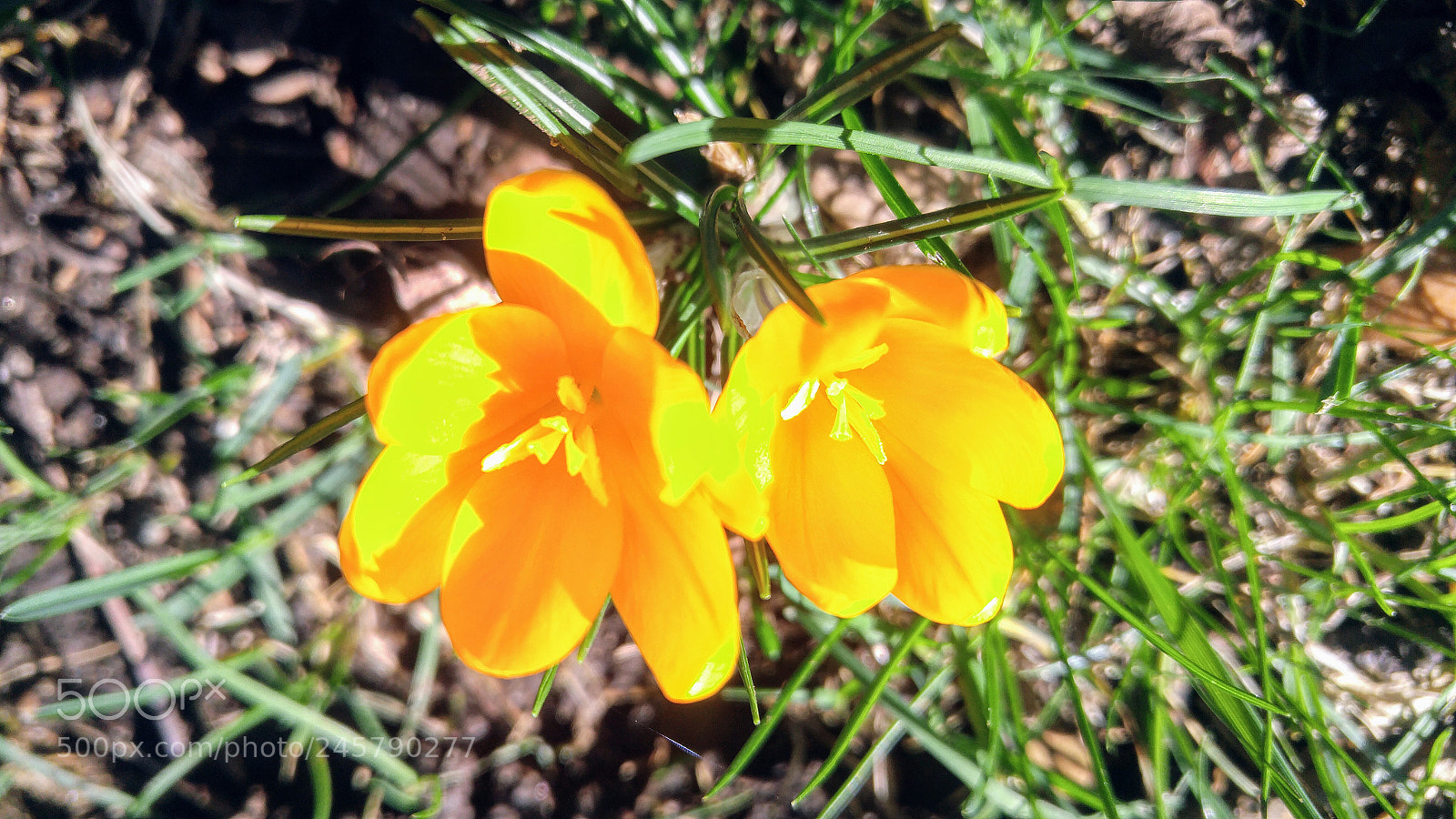 LG G4 sample photo. Little crocuses photography