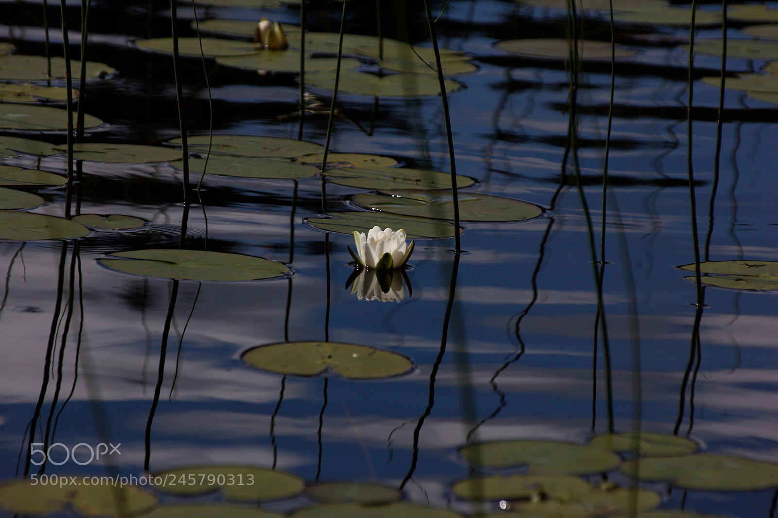 Canon EOS 60D sample photo. Simplicity photography
