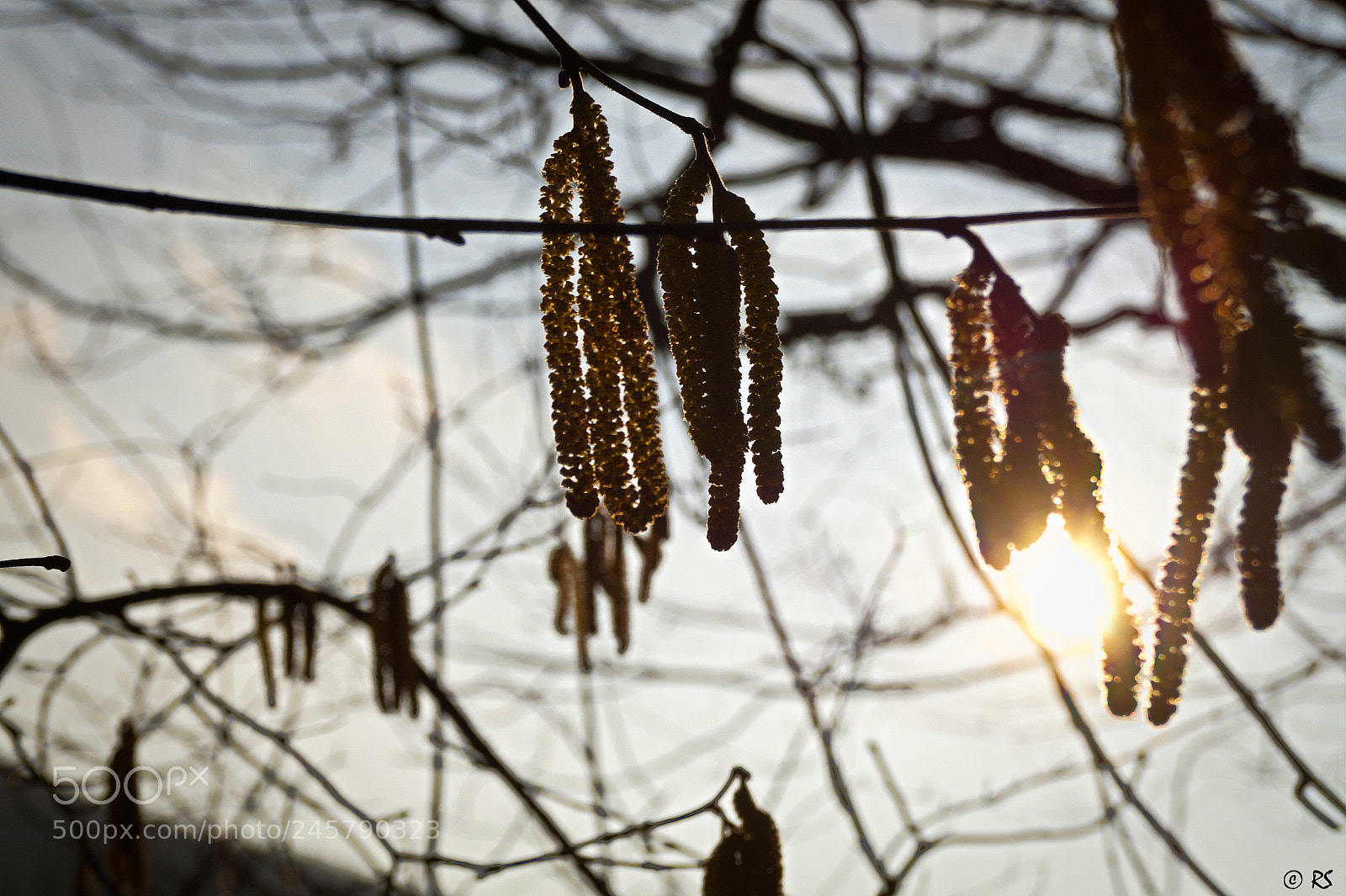 Sony SLT-A58 sample photo. Hazelnut tree photography