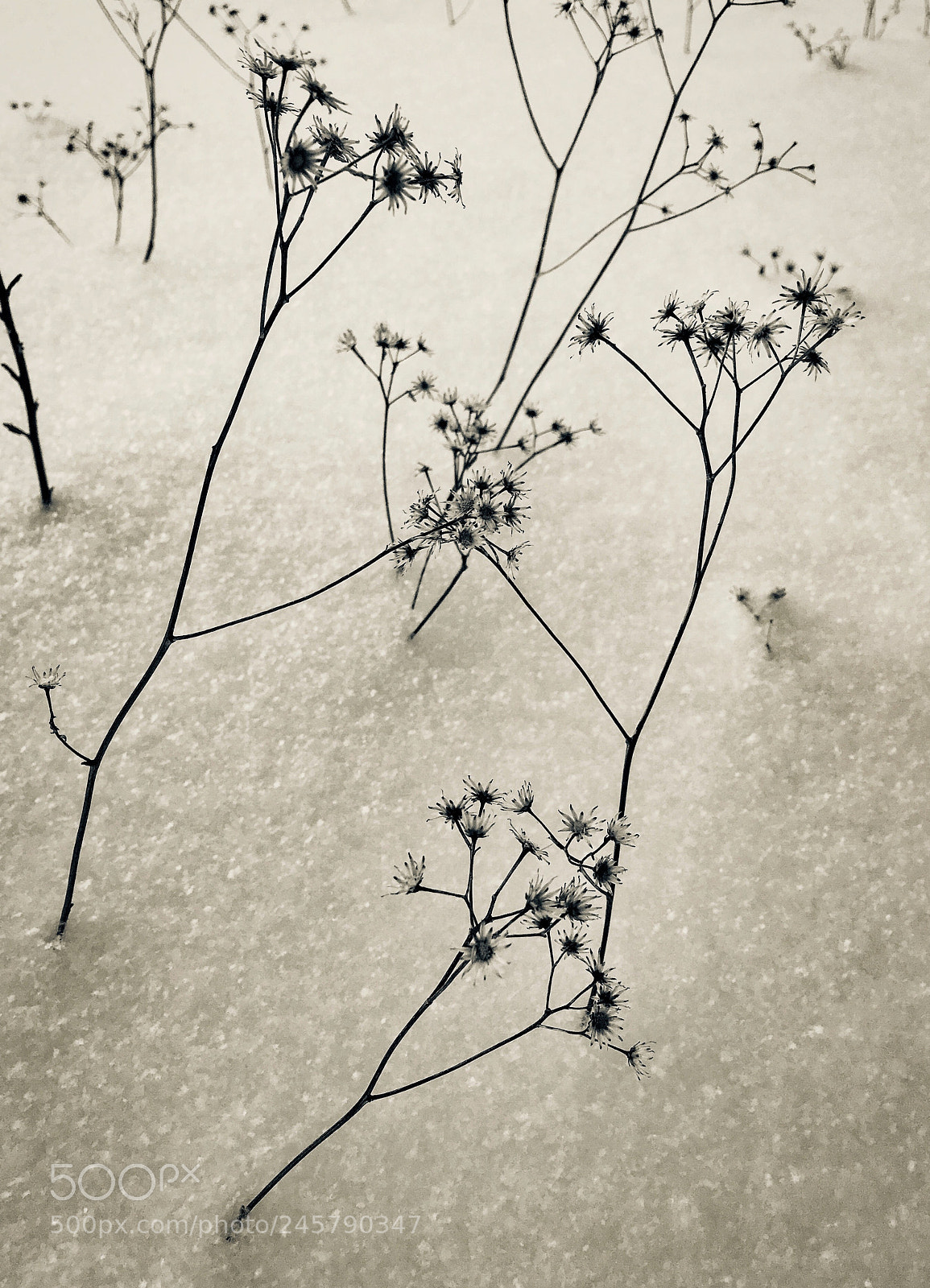 Apple iPhone 6s sample photo. Dead weeds and snow photography