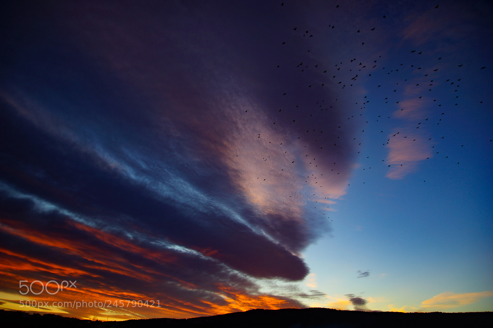 Sony SLT-A77 sample photo. Birds in the sky photography