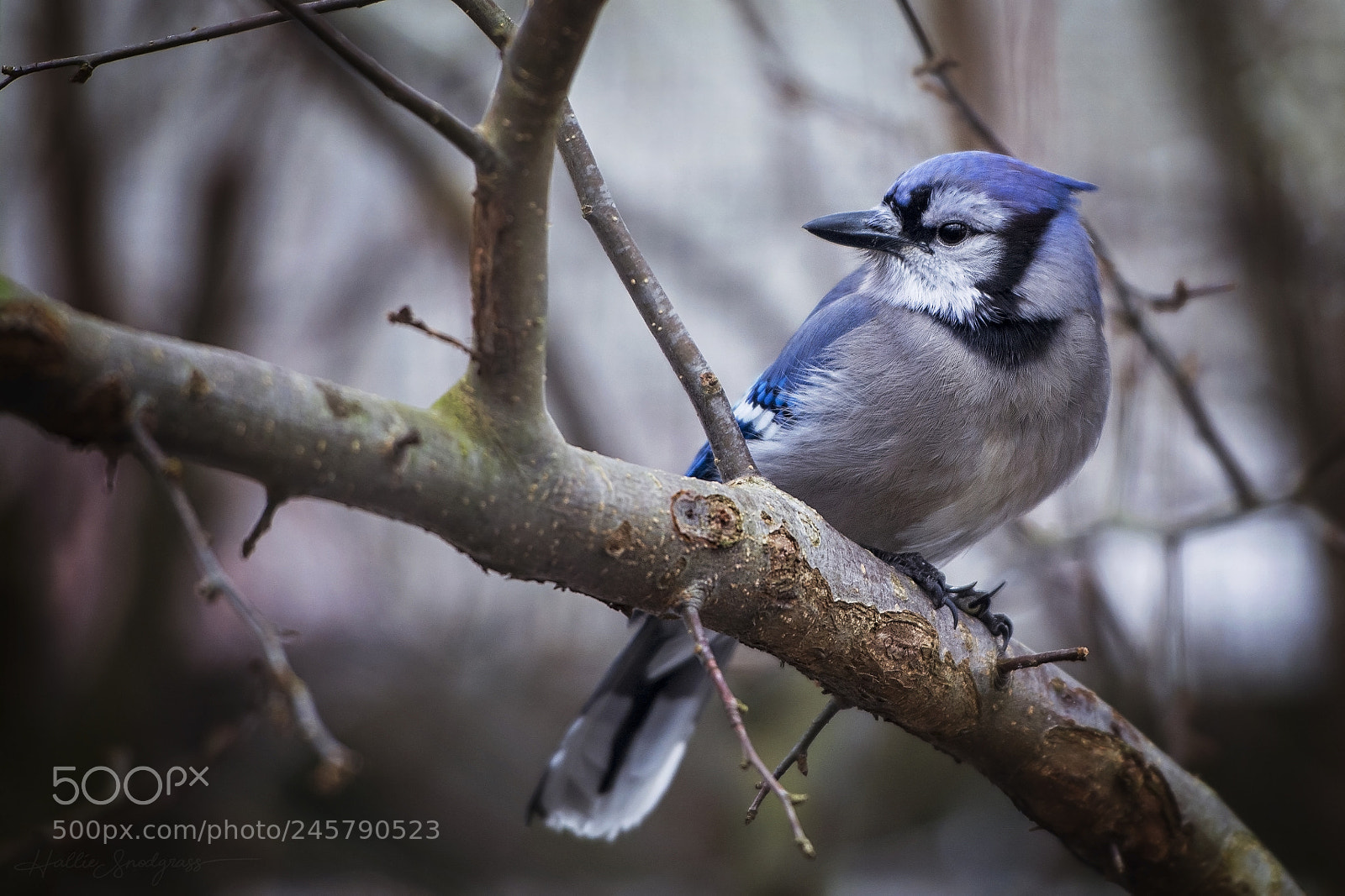 Nikon D7100 sample photo. Blue jay photography