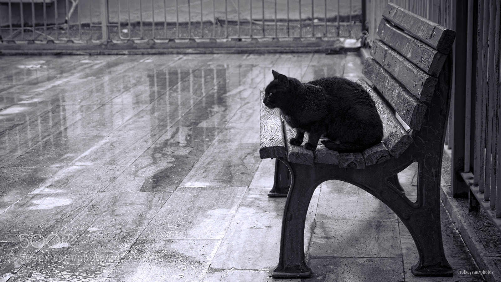 Fujifilm X-T1 sample photo. Cat photography