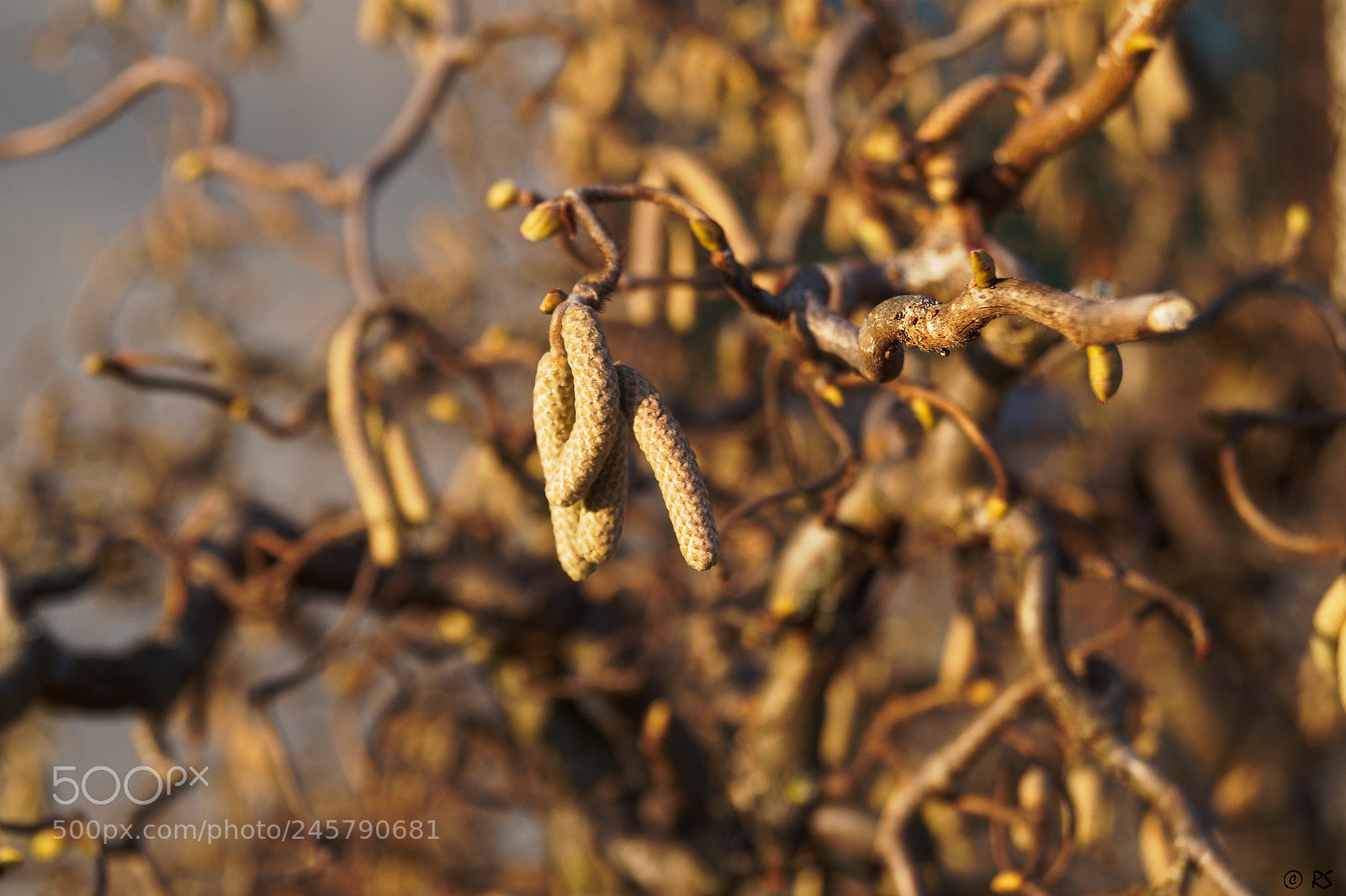 Sony SLT-A58 sample photo. Hazelnut tree 2 photography