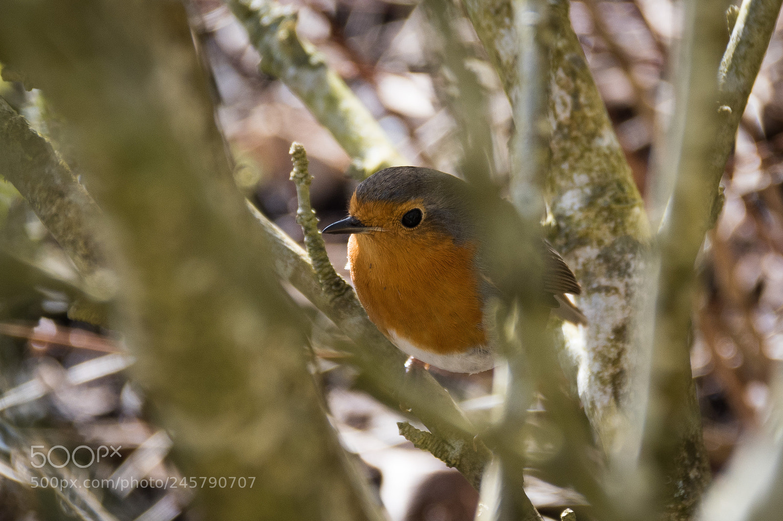 Nikon D500 sample photo. Hiding robin photography