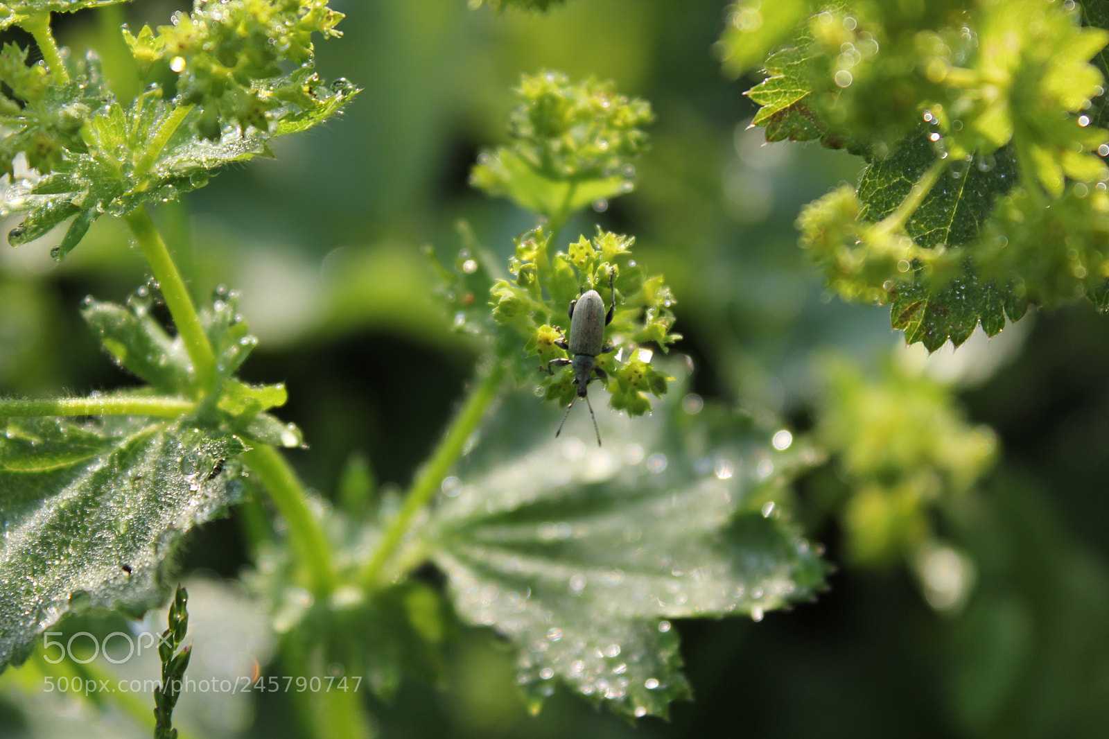 Canon EF-S 18-55mm F3.5-5.6 IS sample photo. In the morning photography