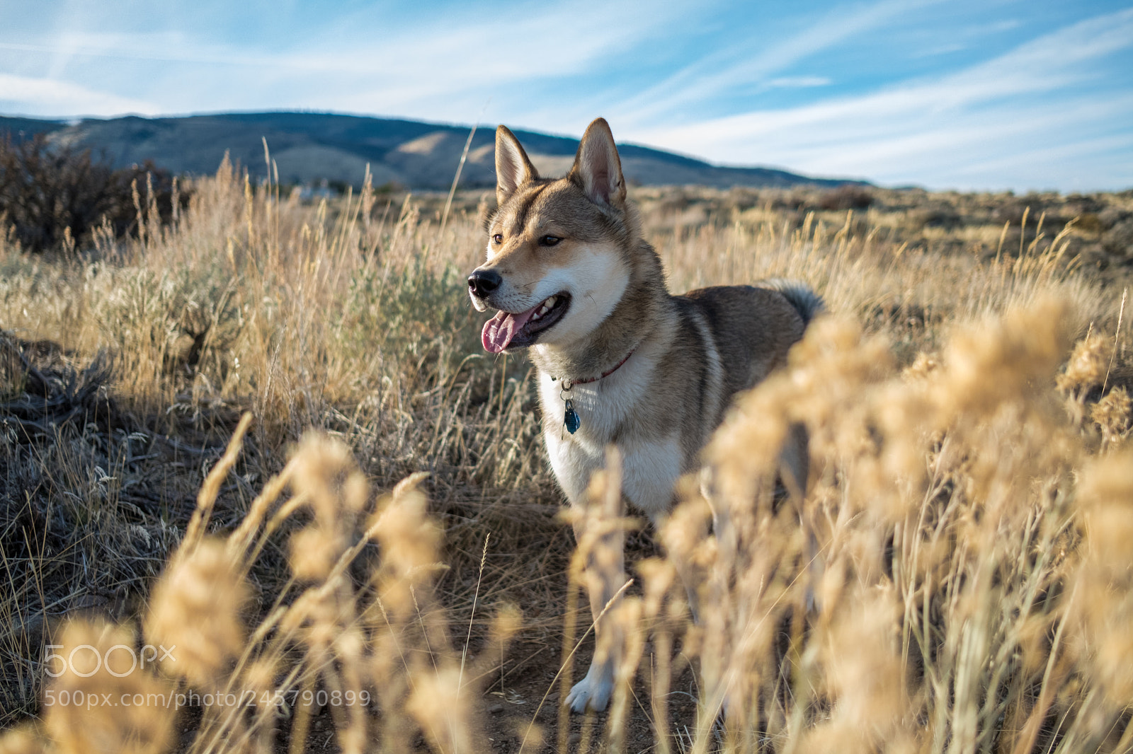 Fujifilm X-T2 sample photo. Jaxon hike thomas creek photography