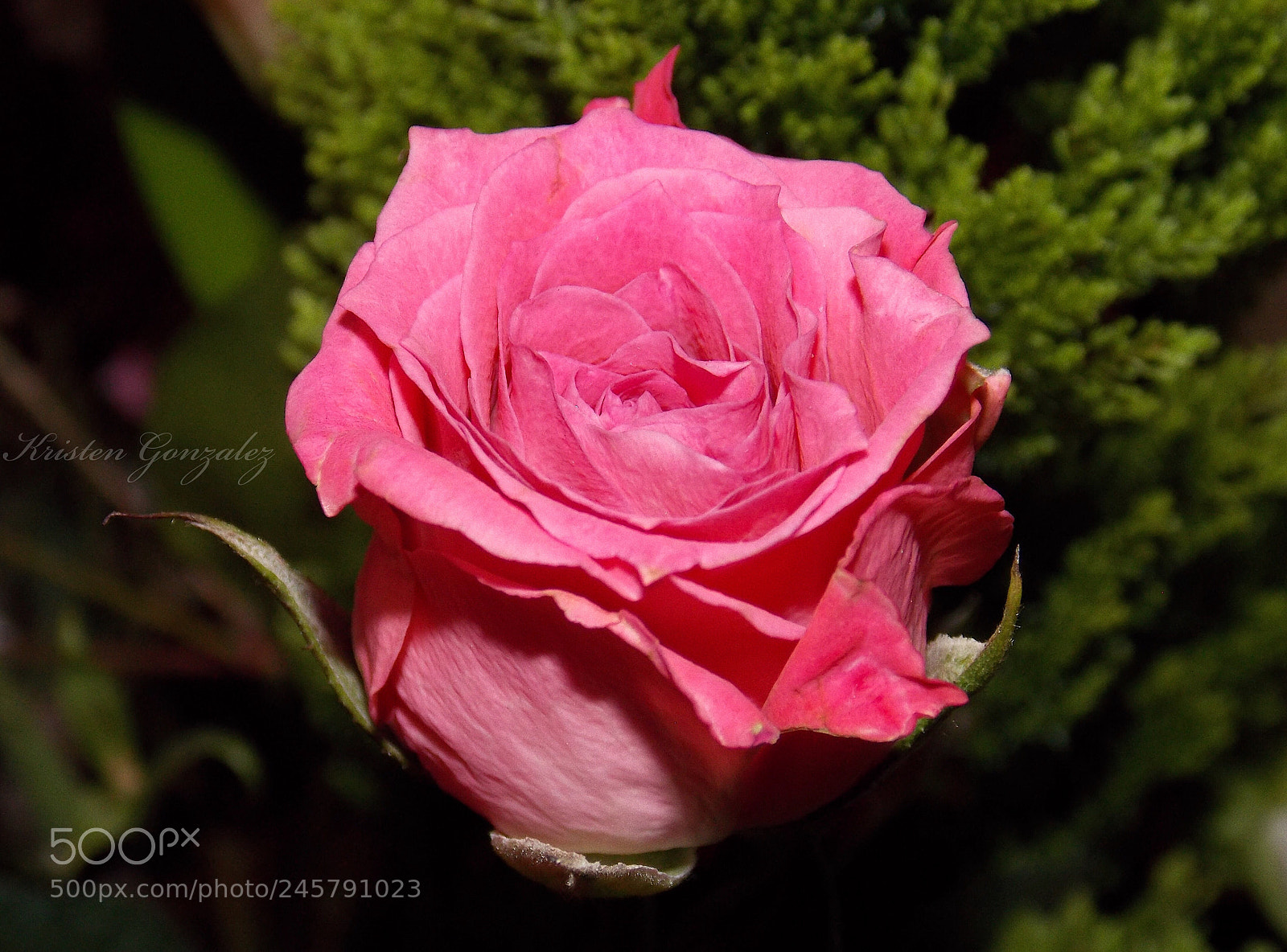 Nikon Coolpix L810 sample photo. Pink rose photography