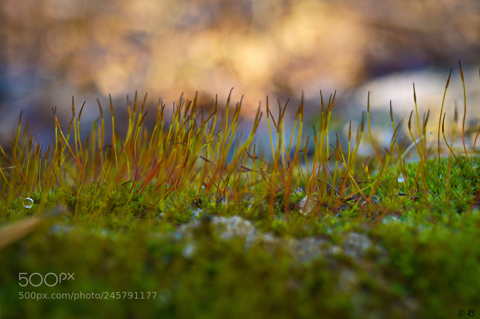 Sony SLT-A58 sample photo. Tortula moralis photography