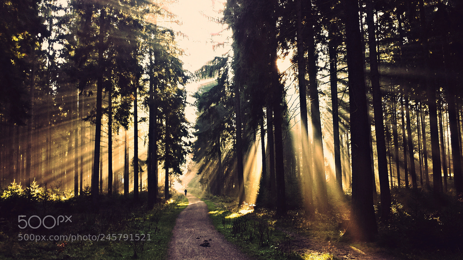 Samsung Galaxy S4 sample photo. Morning woods. photography