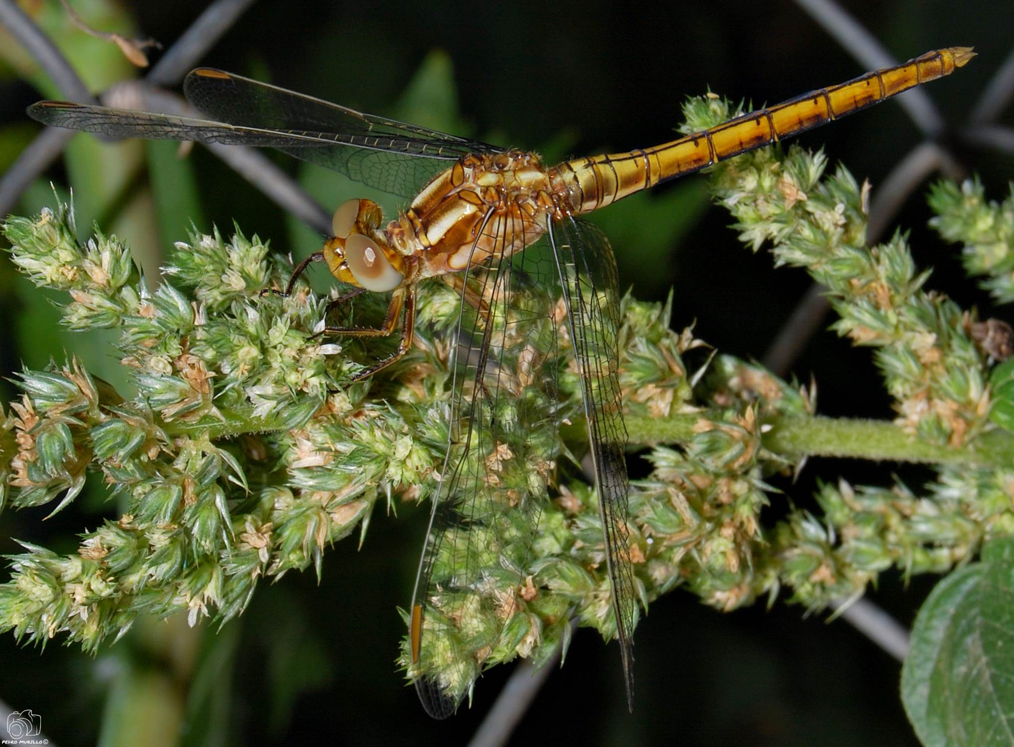 Nikon D60 sample photo