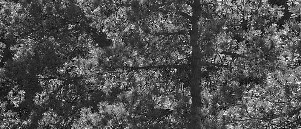 Sigma sd Quattro sample photo. Into the trees photography
