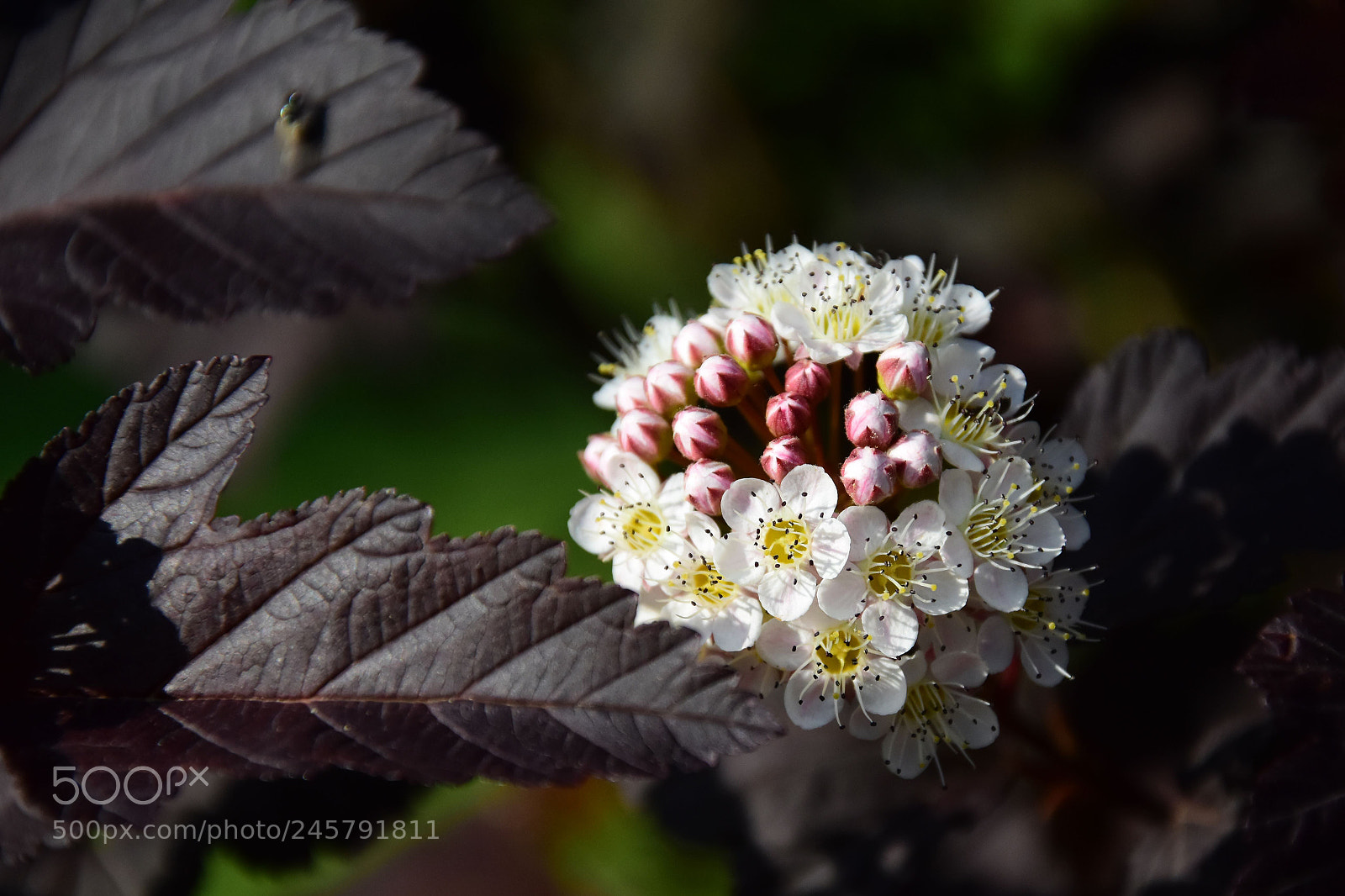 Nikon D5500 sample photo. Little flower photography