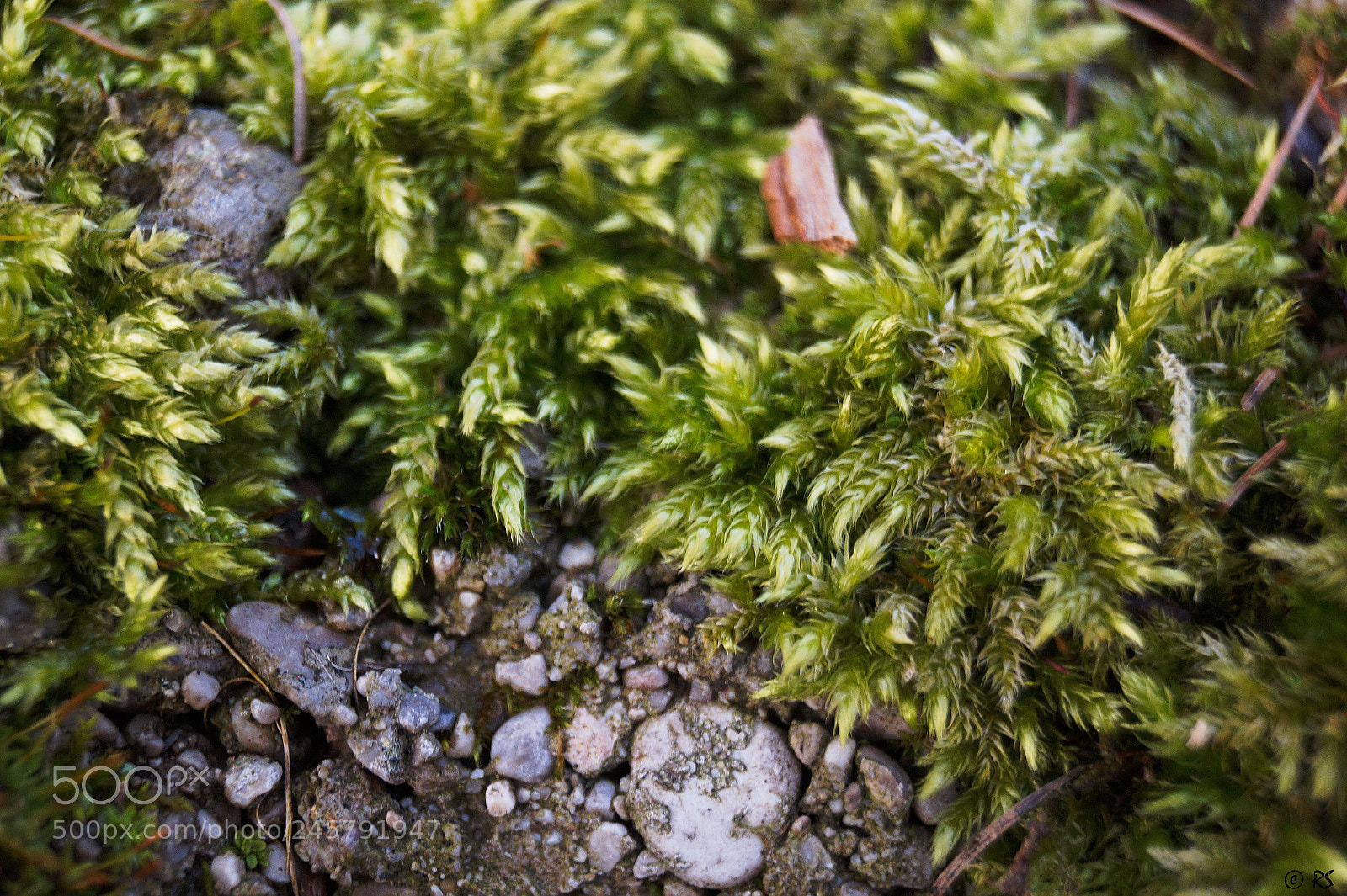 Sony SLT-A58 sample photo. Moss/stone photography