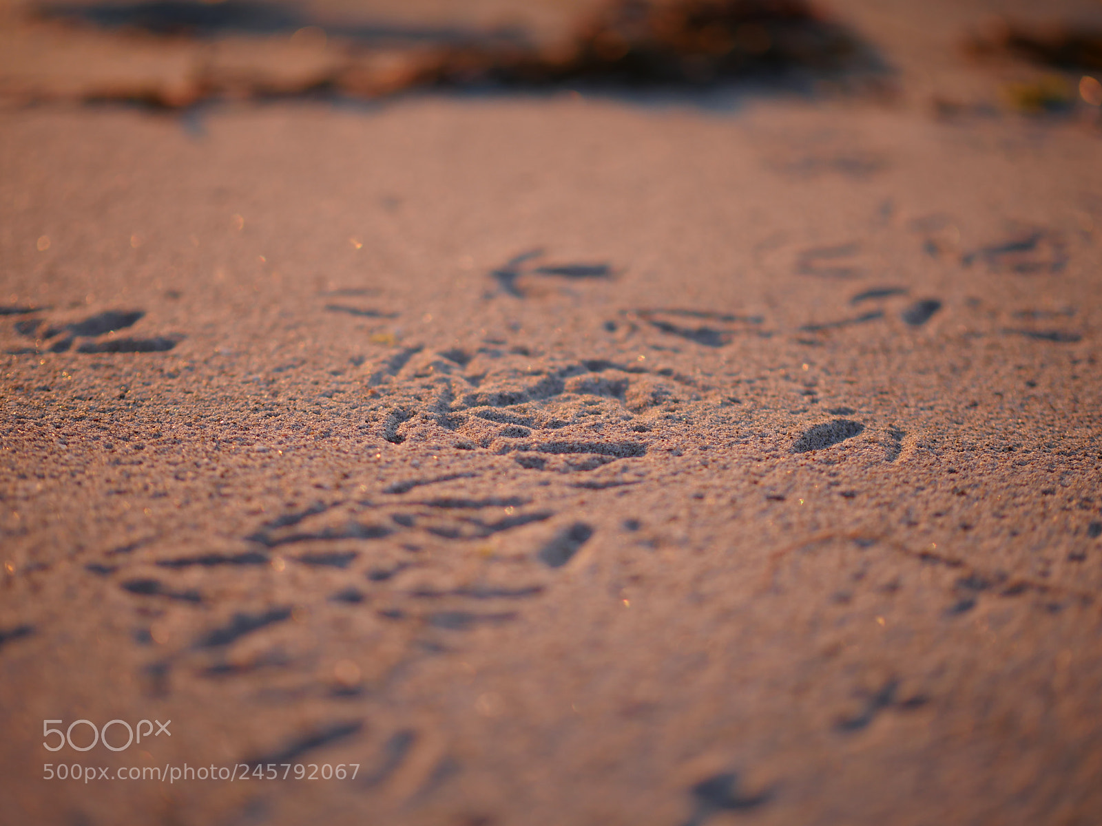 Panasonic Lumix DMC-GH4 sample photo. Seagull foot prints photography