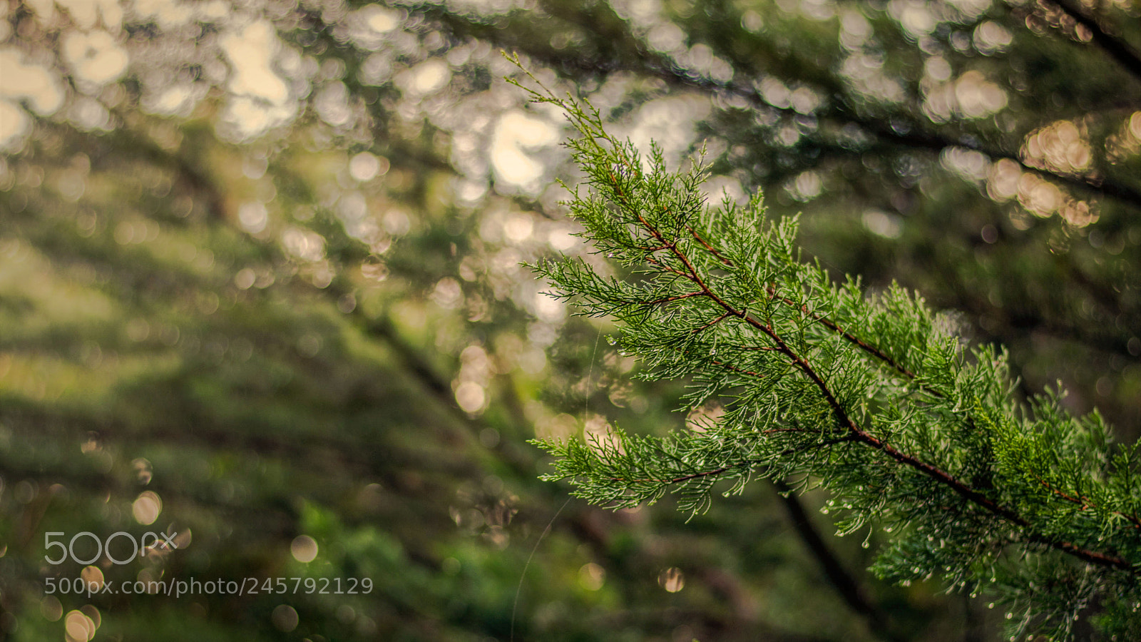 Nikon D5500 sample photo. Dslr photography
