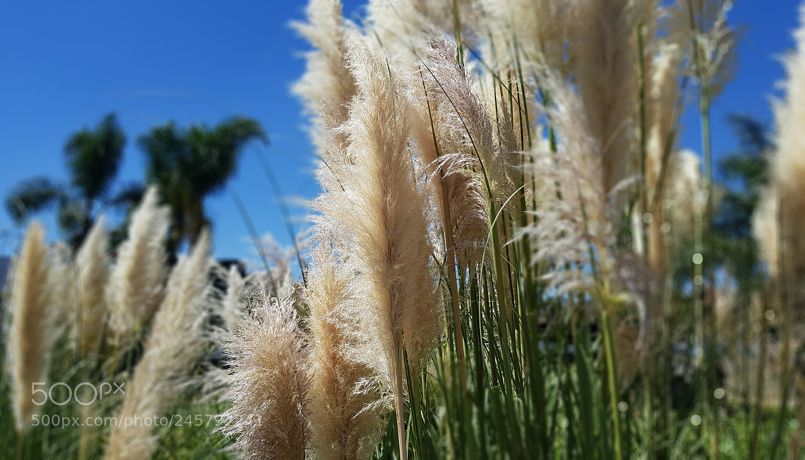 Samsung Galaxy S8+ sample photo. Sunny day photography