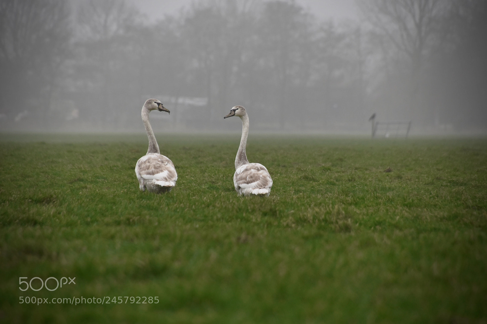 Nikon D5600 sample photo. Swans photography