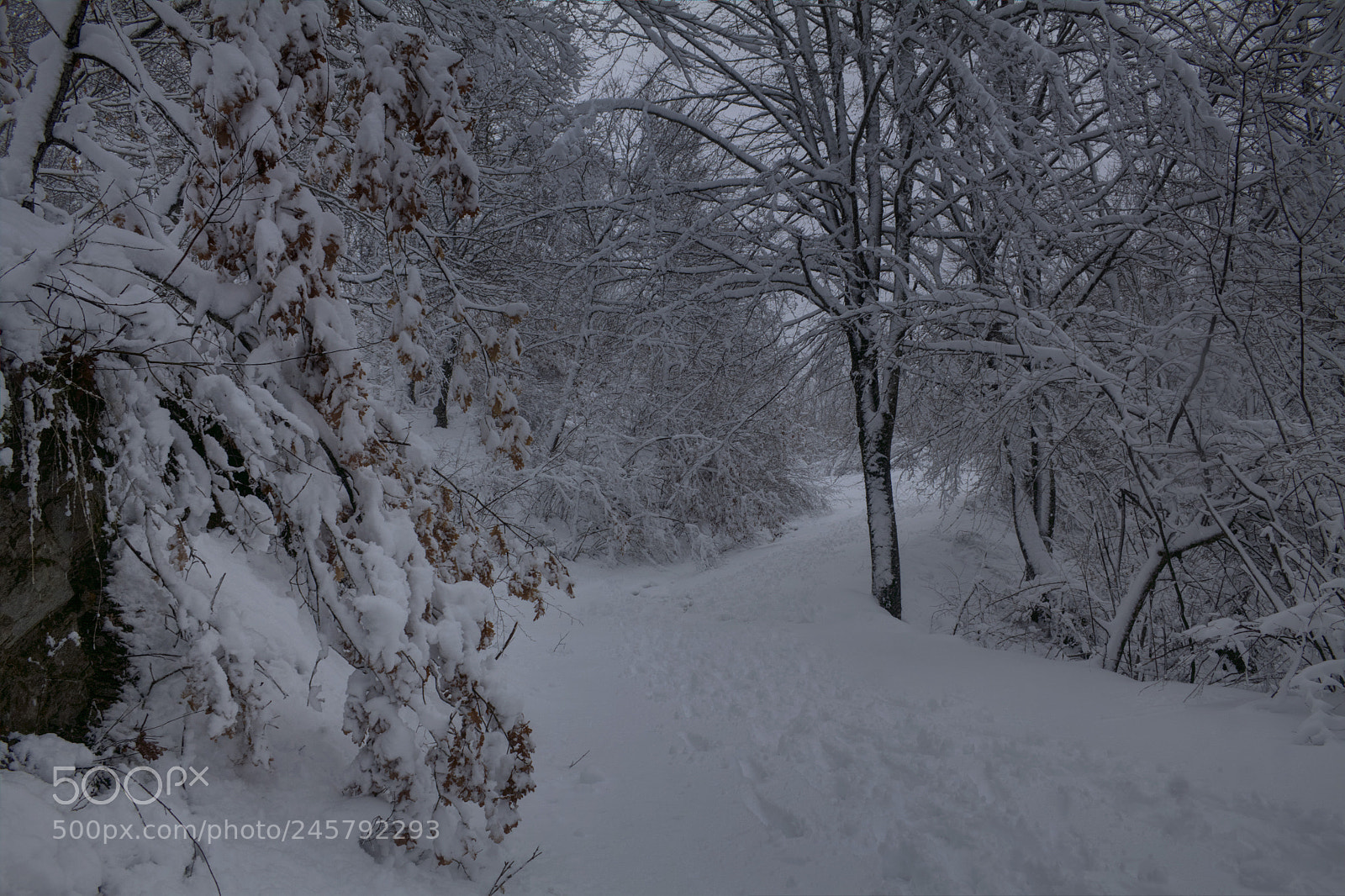 Canon EOS 50D sample photo. Forest covered by snow photography