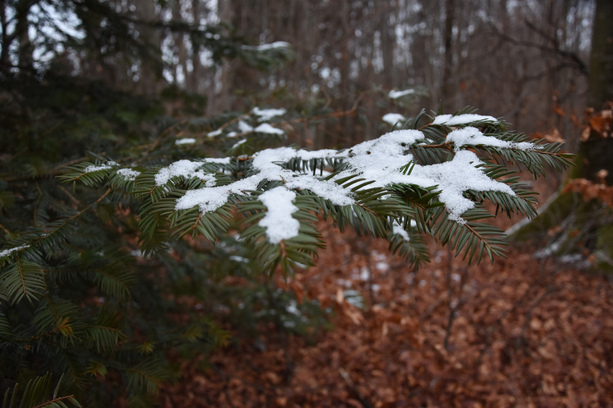 Nikon D3400 sample photo. In to the wild photography
