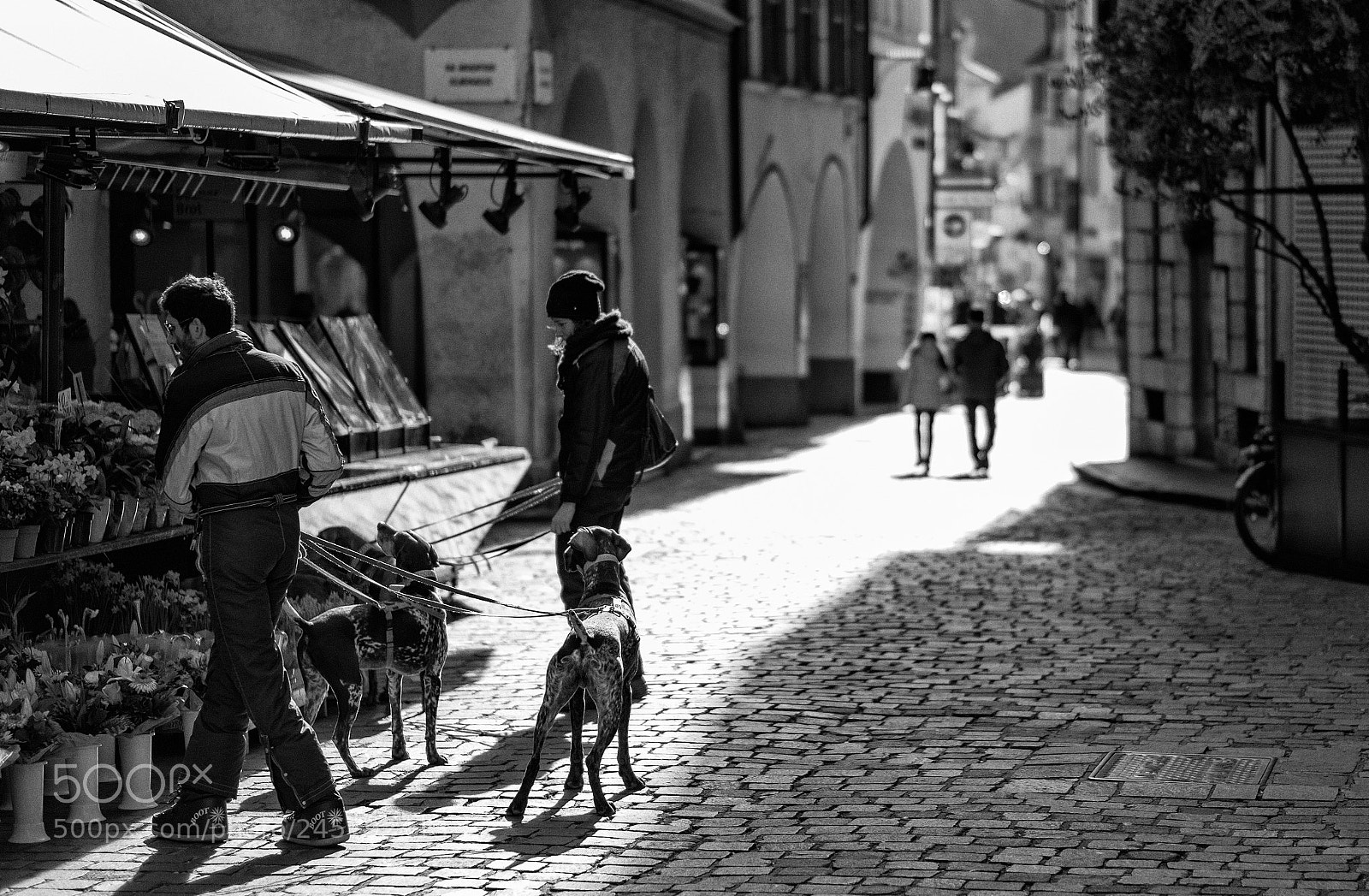 Fujifilm X-T2 sample photo. Flowers and dogs photography