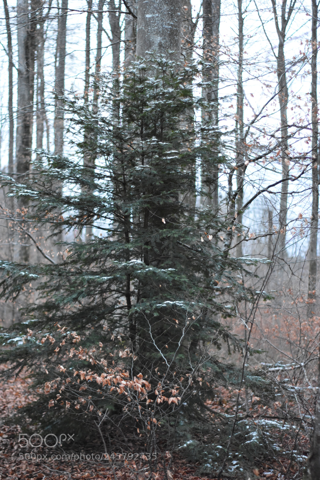 Nikon D3400 sample photo. Wild photography