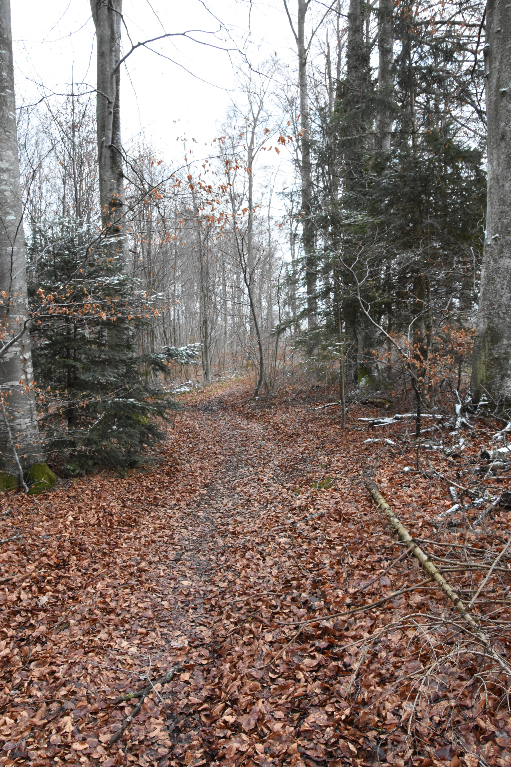 Nikon D3400 sample photo. Wild photography