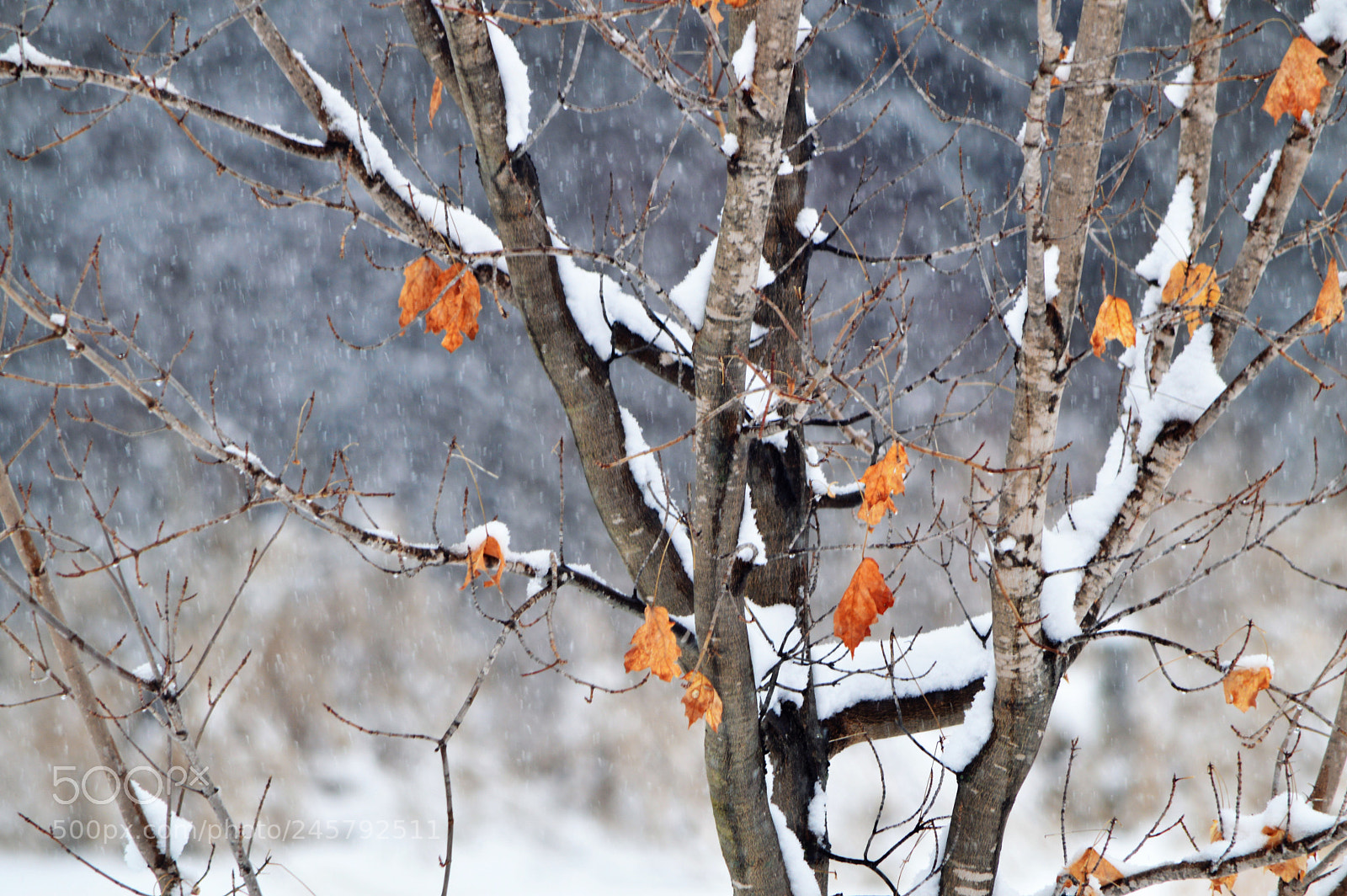Nikon D3200 sample photo. Falls left over photography