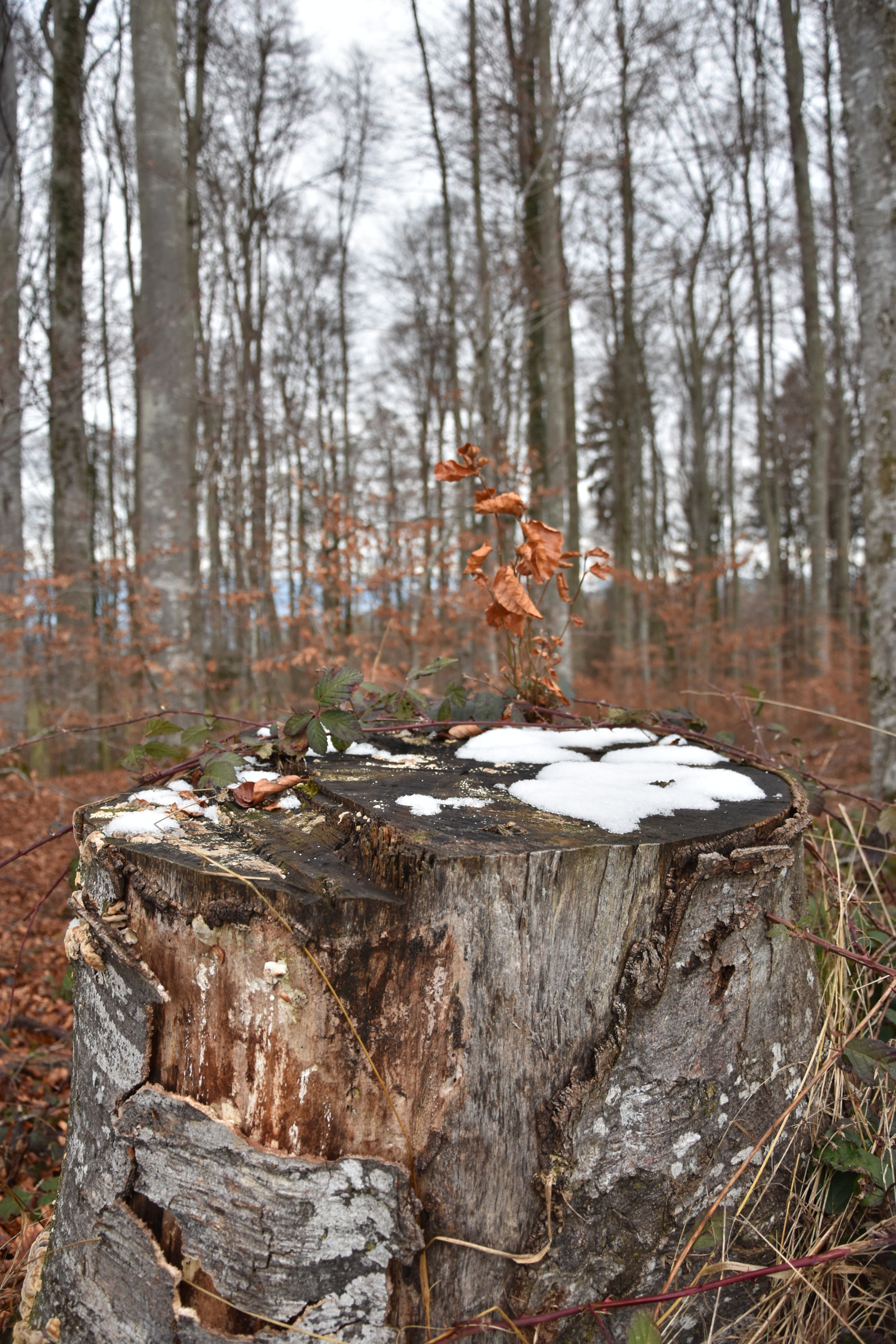 Nikon D3400 sample photo. Wild photography