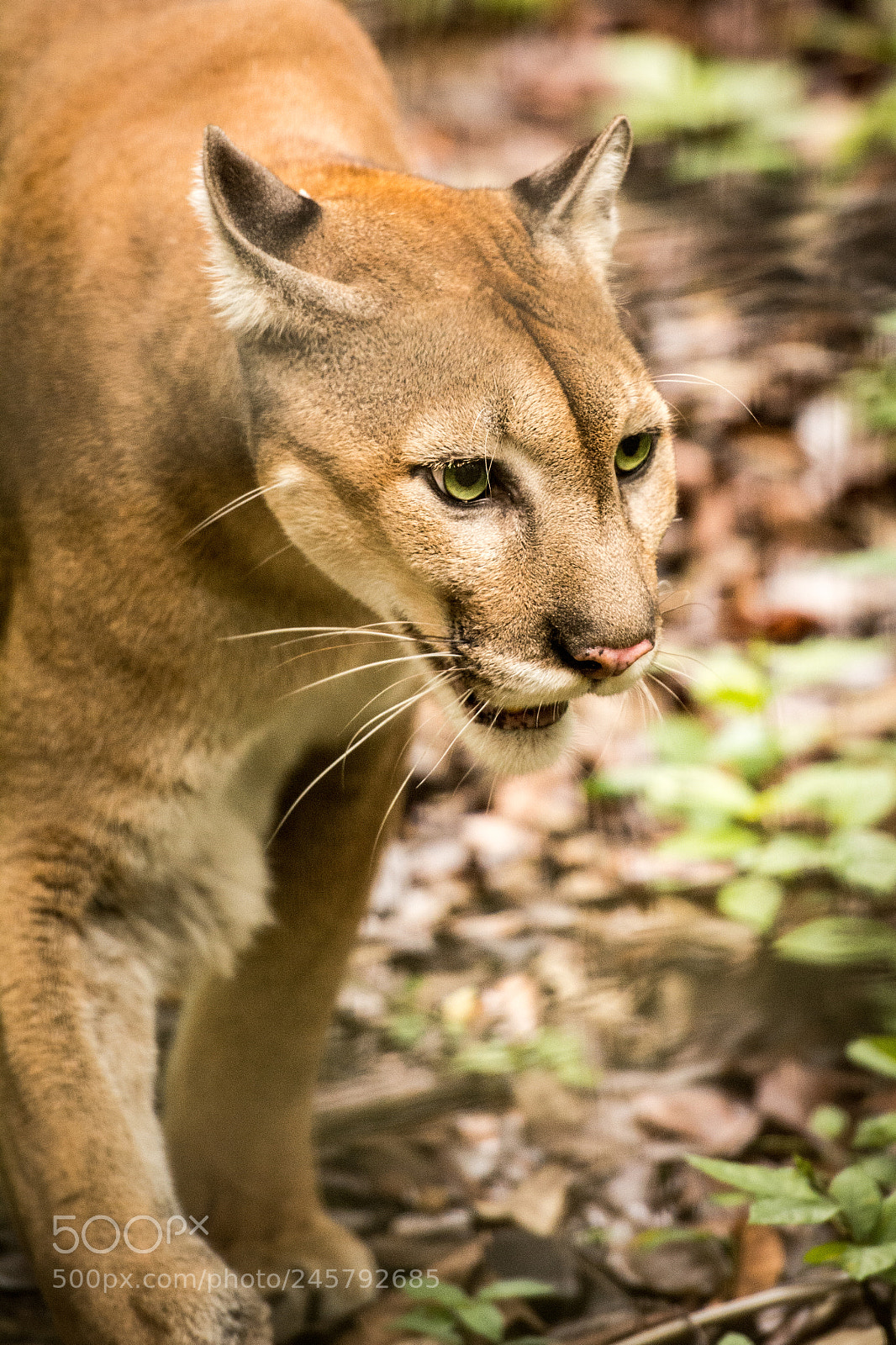 Nikon D7100 sample photo. Cougar at the belize photography