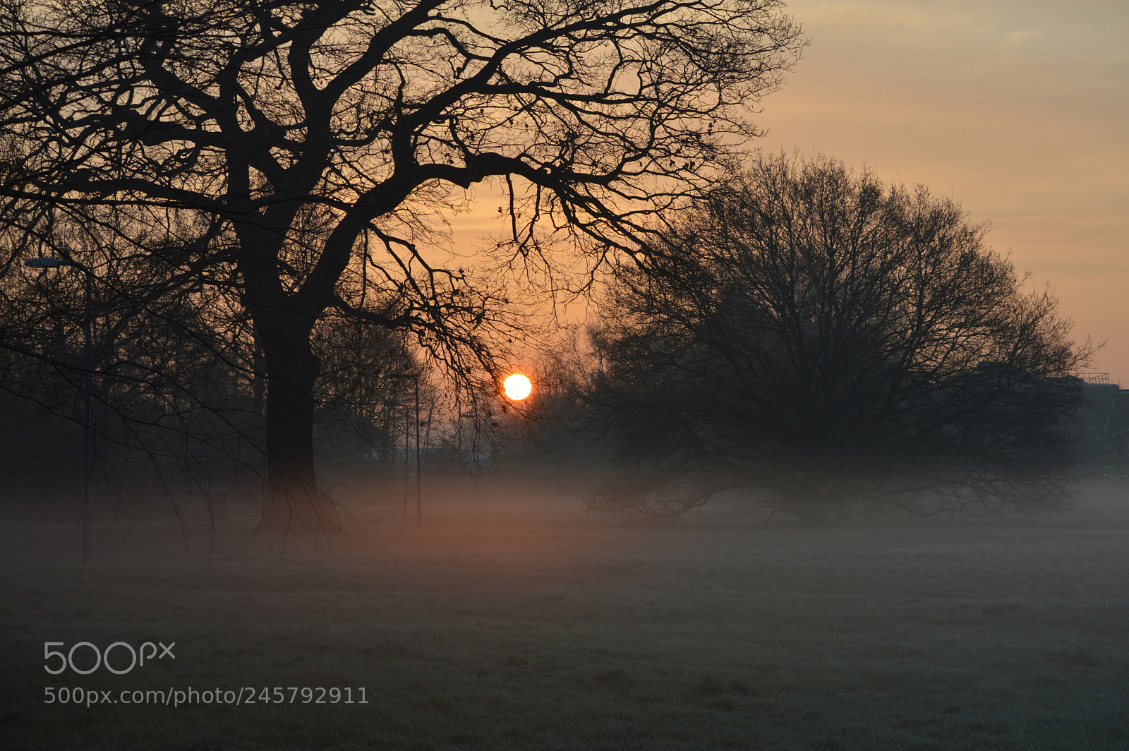 Nikon D3200 sample photo. Morning fog [4048] photography