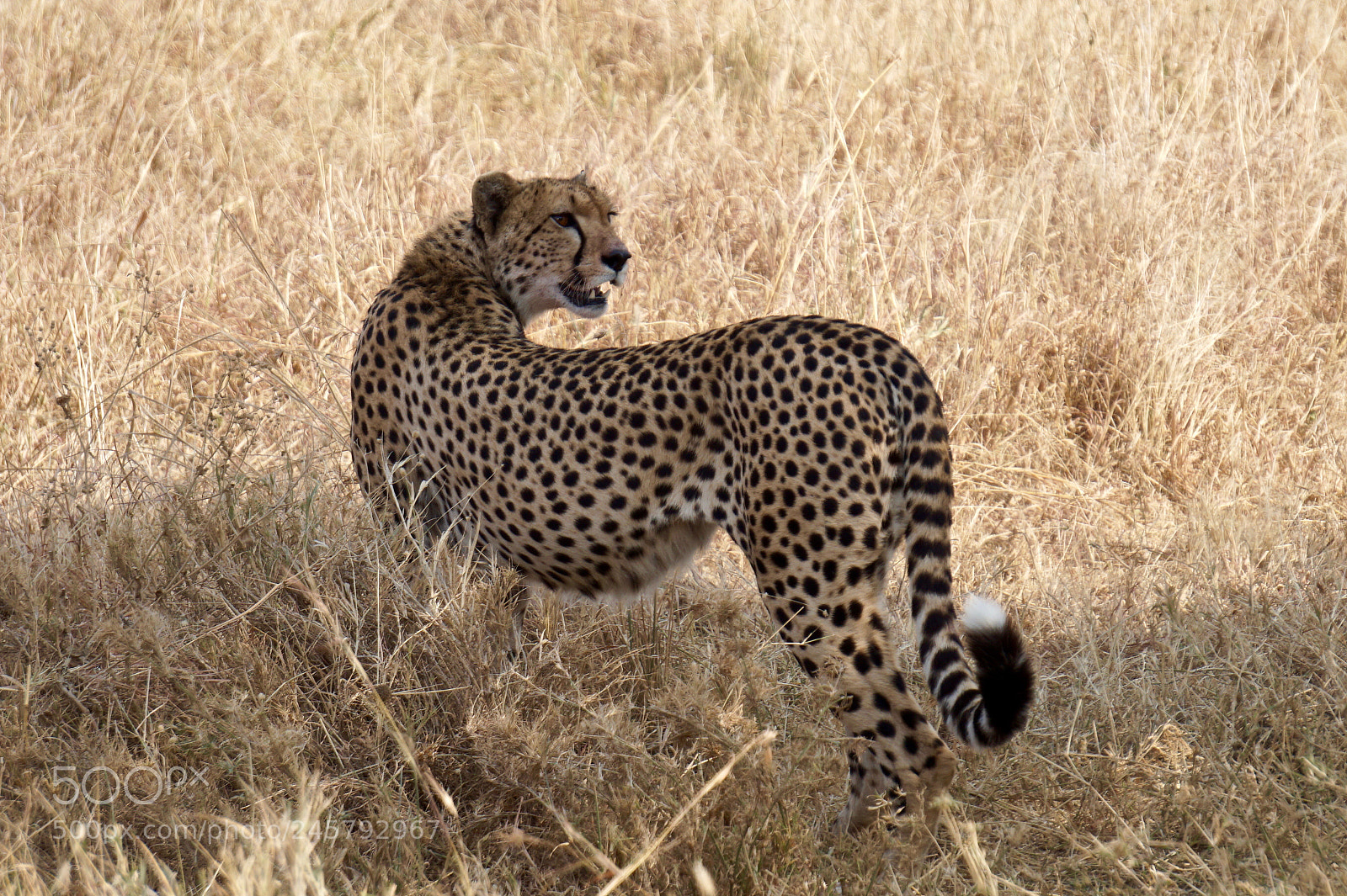 Sony Alpha a5000 (ILCE 5000) sample photo. Cheetah at serengeti national photography