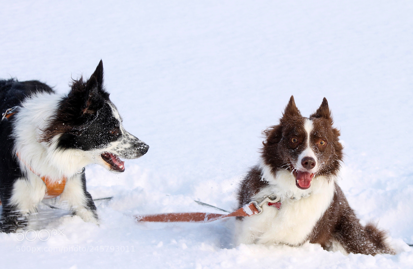 Canon EOS 1100D (EOS Rebel T3 / EOS Kiss X50) sample photo. Snow dogs photography