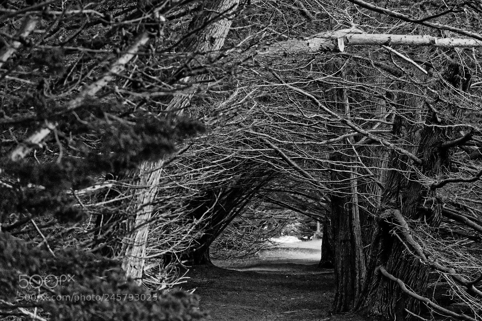 Fujifilm X-E2 sample photo. Trail through cypress photography