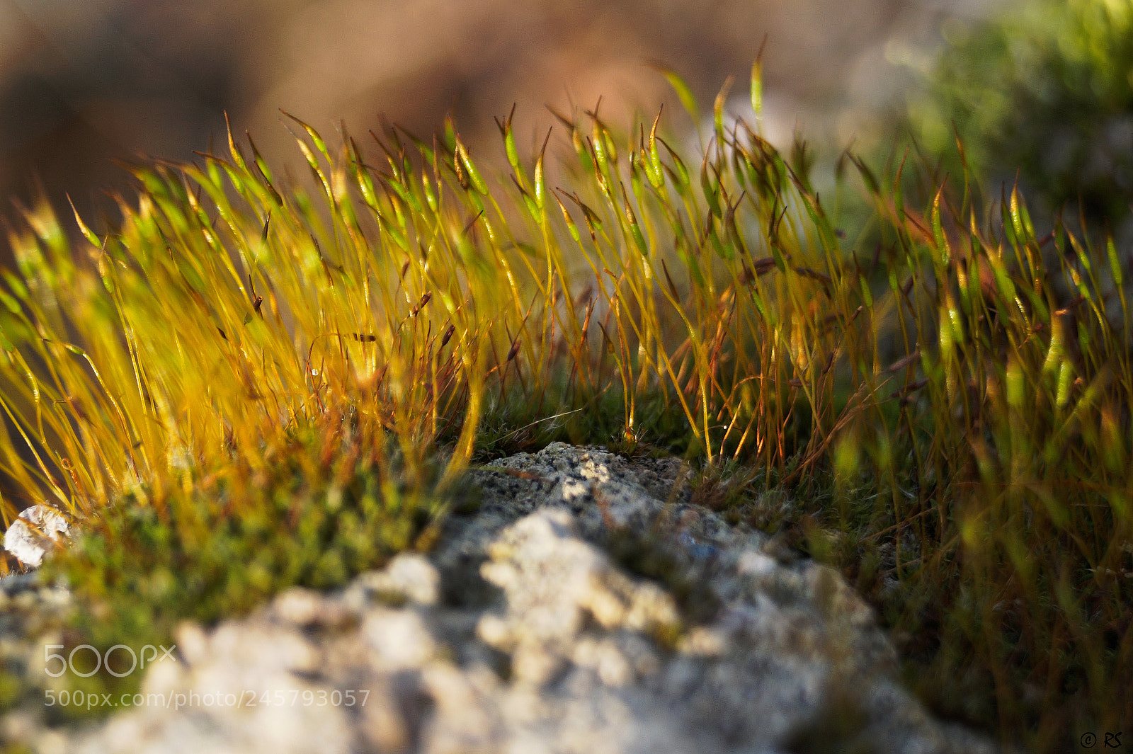 Sony SLT-A58 sample photo. Tortula moralis 2 photography