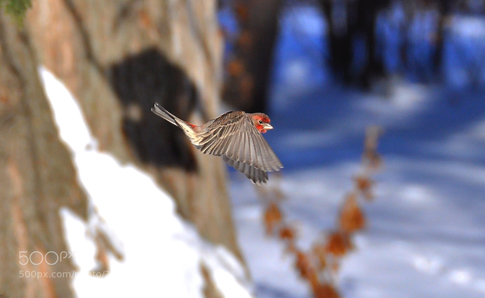 Nikon D90 sample photo. Finch photography