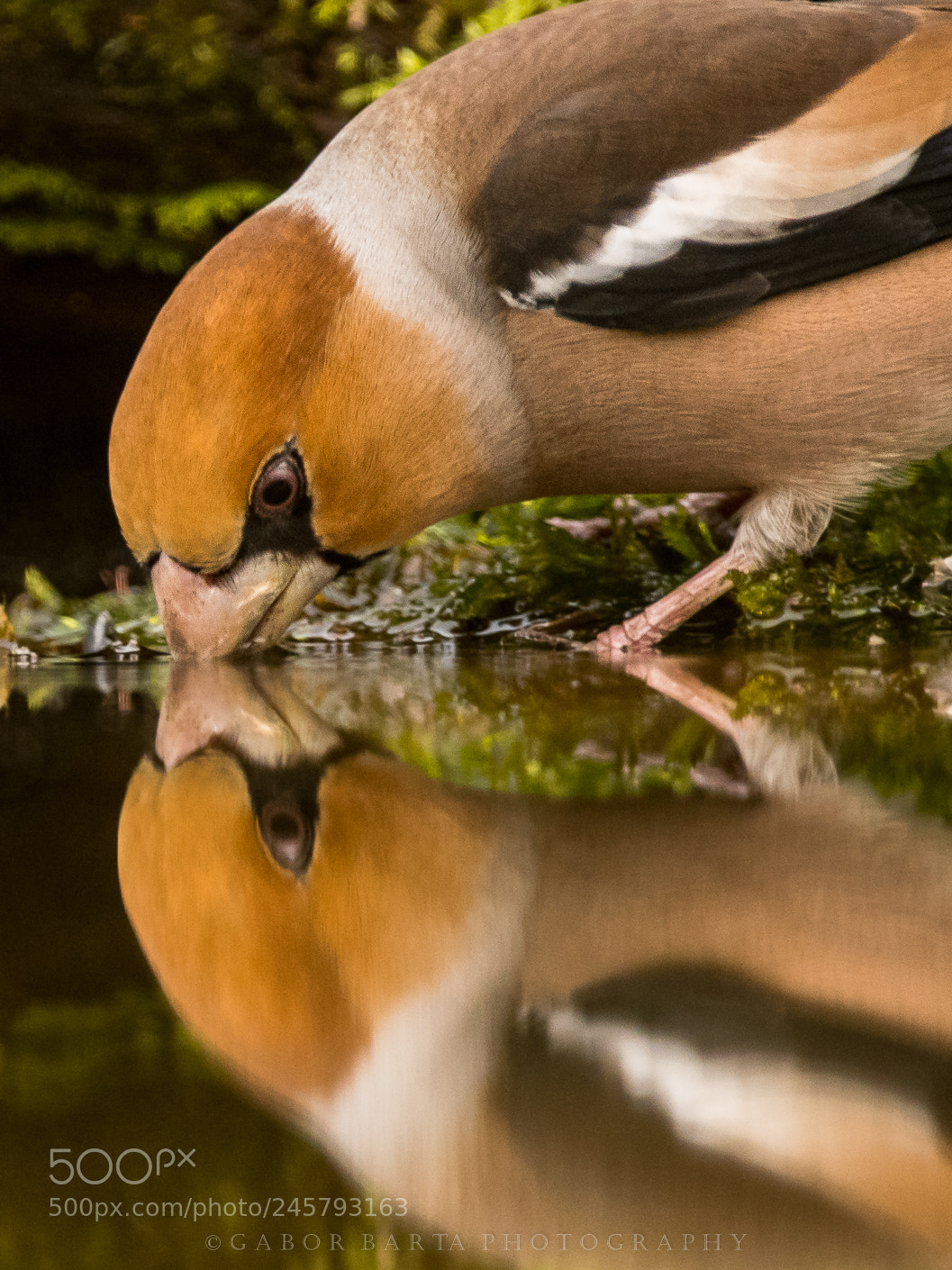 Nikon D850 sample photo. Mirror photography