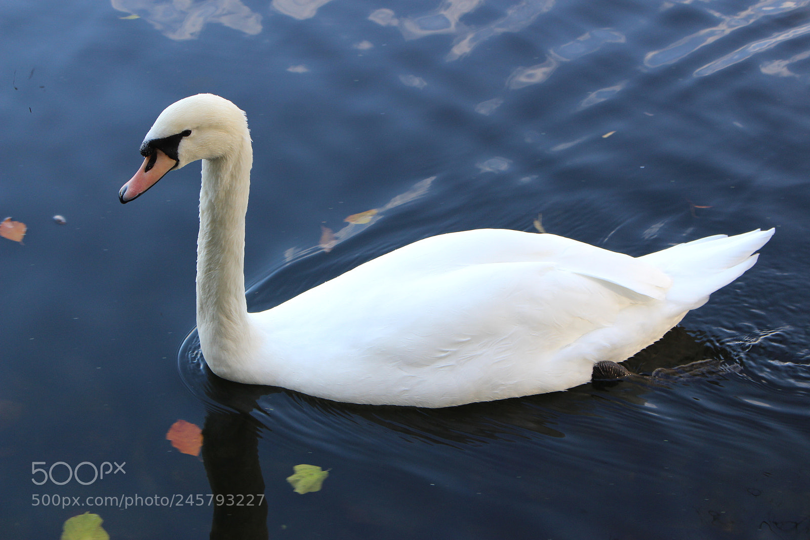Canon EOS 700D (EOS Rebel T5i / EOS Kiss X7i) sample photo. Swan photography